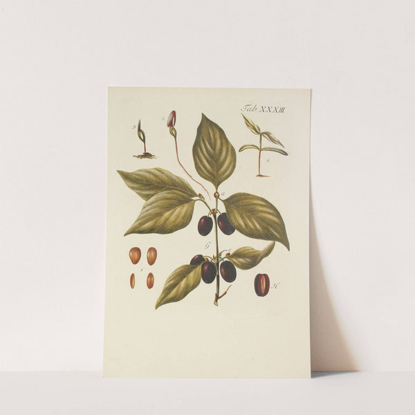 Abbildung der wilden Bäume, Stauden und Buschgewächse Pl.067 by Carl Christoph Oelhafen von Schöllenbach