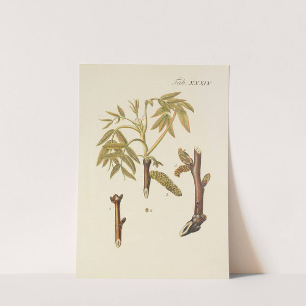 Abbildung der wilden Bäume, Stauden und Buschgewächse Pl.068 by Carl Christoph Oelhafen von Schöllenbach