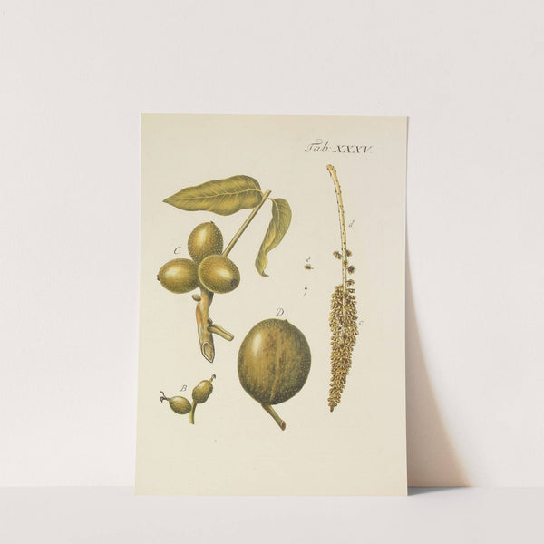 Abbildung der wilden Bäume, Stauden und Buschgewächse Pl.069 by Carl Christoph Oelhafen von Schöllenbach