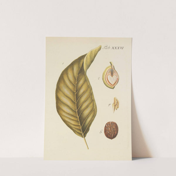 Abbildung der wilden Bäume, Stauden und Buschgewächse Pl.070 by Carl Christoph Oelhafen von Schöllenbach