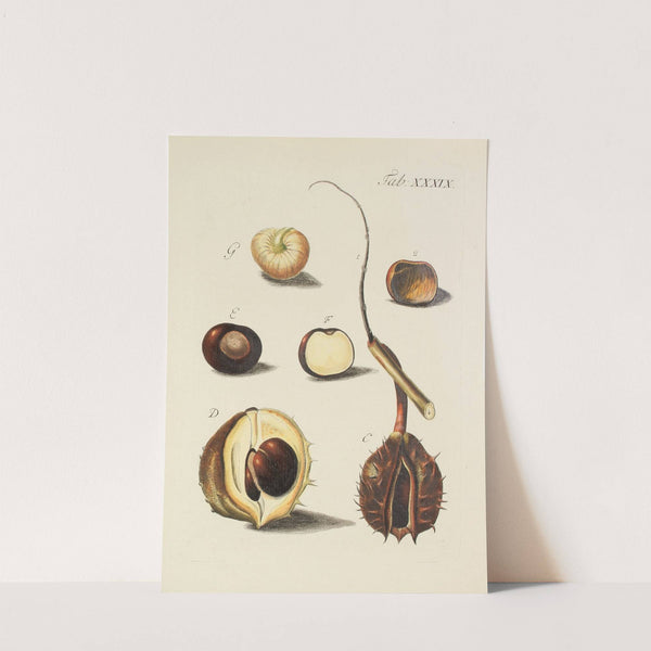 Abbildung der wilden Bäume, Stauden und Buschgewächse Pl.074 by Carl Christoph Oelhafen von Schöllenbach