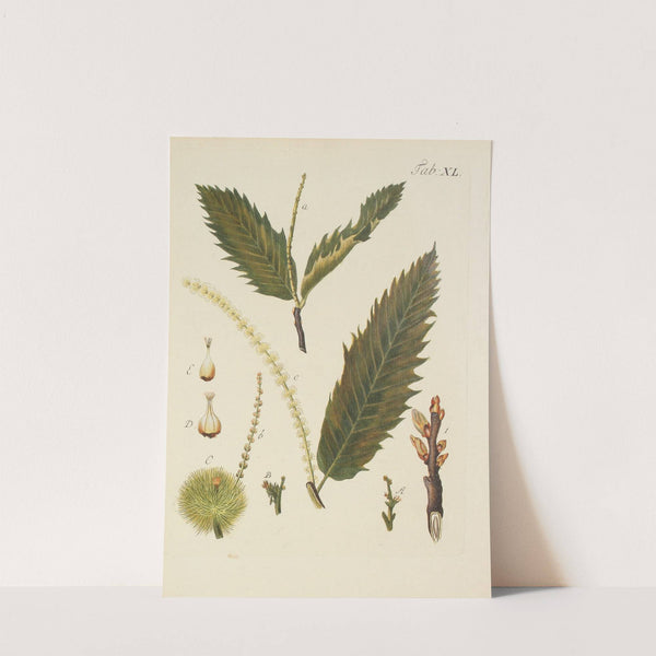 Abbildung der wilden Bäume, Stauden und Buschgewächse Pl.075 by Carl Christoph Oelhafen von Schöllenbach