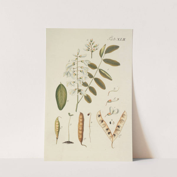 Abbildung der wilden Bäume, Stauden und Buschgewächse Pl.077 by Carl Christoph Oelhafen von Schöllenbach