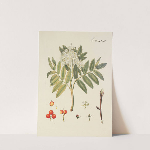 Abbildung der wilden Bäume, Stauden und Buschgewächse Pl.078 by Carl Christoph Oelhafen von Schöllenbach