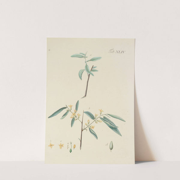 Abbildung der wilden Bäume, Stauden und Buschgewächse Pl.079 by Carl Christoph Oelhafen von Schöllenbach