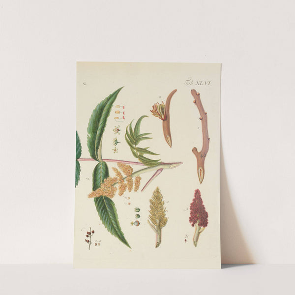 Abbildung der wilden Bäume, Stauden und Buschgewächse Pl.081 by Carl Christoph Oelhafen von Schöllenbach