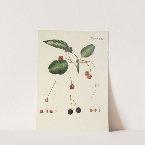 Abbildung der wilden Bäume, Stauden und Buschgewächse Pl.083 by Carl Christoph Oelhafen von Schöllenbach