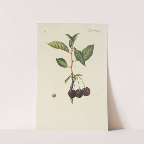 Abbildung der wilden Bäume, Stauden und Buschgewächse Pl.084 by Carl Christoph Oelhafen von Schöllenbach