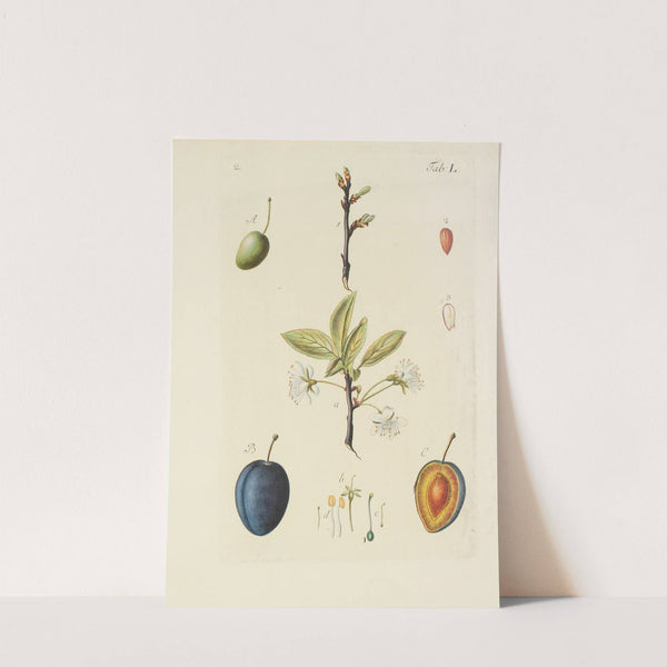 Abbildung der wilden Bäume, Stauden und Buschgewächse Pl.085 by Carl Christoph Oelhafen von Schöllenbach