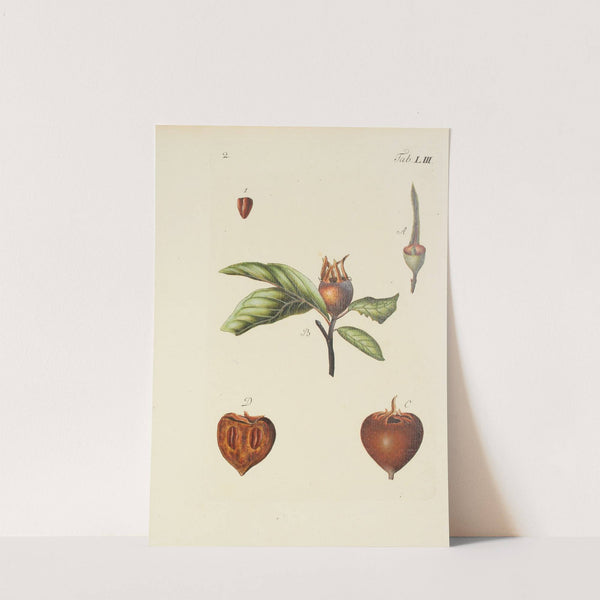 Abbildung der wilden Bäume, Stauden und Buschgewächse Pl.088 by Carl Christoph Oelhafen von Schöllenbach