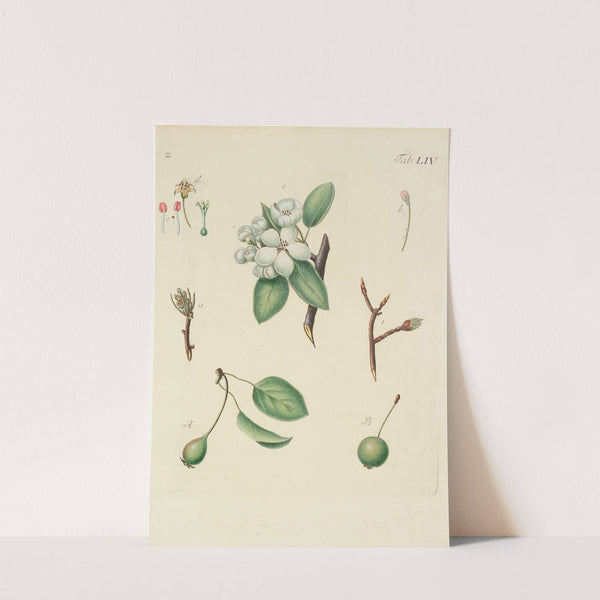 Abbildung der wilden Bäume, Stauden und Buschgewächse Pl.089 by Carl Christoph Oelhafen von Schöllenbach