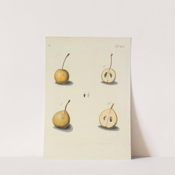 Abbildung der wilden Bäume, Stauden und Buschgewächse Pl.090 by Carl Christoph Oelhafen von Schöllenbach