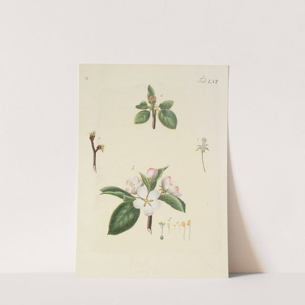 Abbildung der wilden Bäume, Stauden und Buschgewächse Pl.091 (1767) by Carl Christoph Oelhafen von Schöllenbach