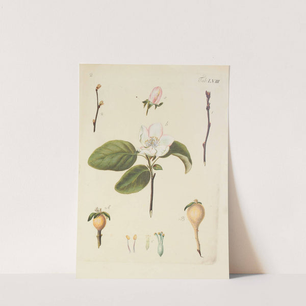 Abbildung der wilden Bäume, Stauden und Buschgewächse Pl.093 by Carl Christoph Oelhafen von Schöllenbach