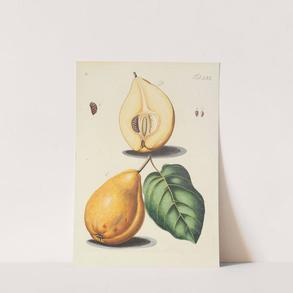 Abbildung der wilden Bäume, Stauden und Buschgewächse Pl.094 by Carl Christoph Oelhafen von Schöllenbach