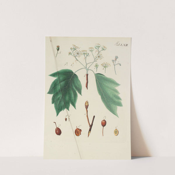 Abbildung der wilden Bäume, Stauden und Buschgewächse Pl.097 by Carl Christoph Oelhafen von Schöllenbach