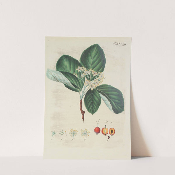 Abbildung der wilden Bäume, Stauden und Buschgewächse Pl.099 by Carl Christoph Oelhafen von Schöllenbach