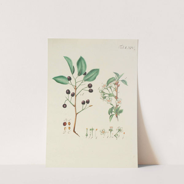 Abbildung der wilden Bäume, Stauden und Buschgewächse Pl.100 by Carl Christoph Oelhafen von Schöllenbach