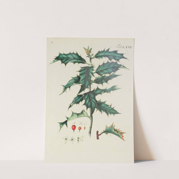 Abbildung der wilden Bäume, Stauden und Buschgewächse Pl.102 by Carl Christoph Oelhafen von Schöllenbach