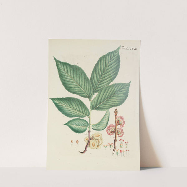 Abbildung der wilden Bäume, Stauden und Buschgewächse Pl.104 by Carl Christoph Oelhafen von Schöllenbach