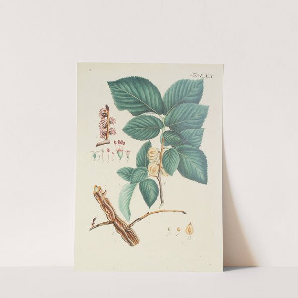 Abbildung der wilden Bäume, Stauden und Buschgewächse Pl.106 by Carl Christoph Oelhafen von Schöllenbach