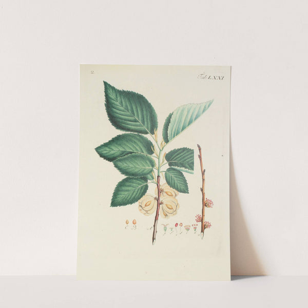 Abbildung der wilden Bäume, Stauden und Buschgewächse Pl.107 by Carl Christoph Oelhafen von Schöllenbach