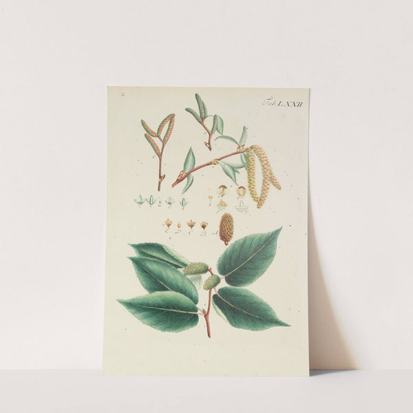 Abbildung der wilden Bäume, Stauden und Buschgewächse Pl.108 by Carl Christoph Oelhafen von Schöllenbach