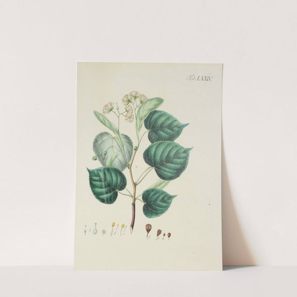 Abbildung der wilden Bäume, Stauden und Buschgewächse Pl.110 by Carl Christoph Oelhafen von Schöllenbach