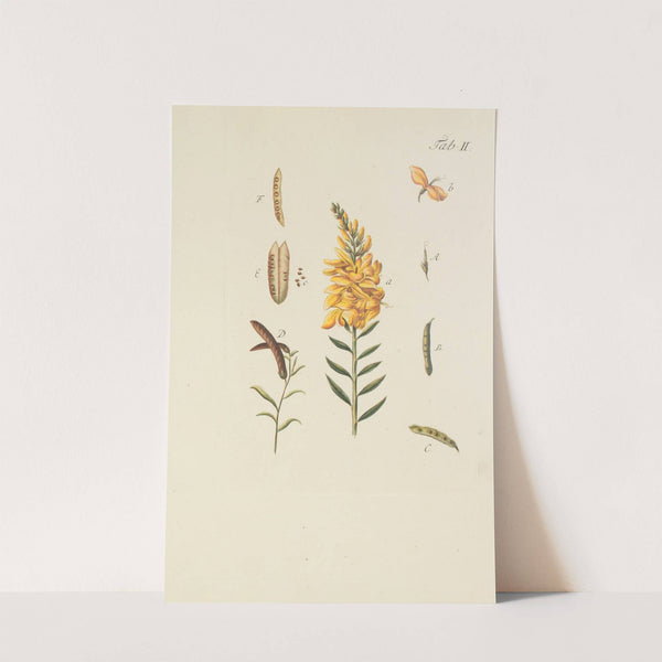 Abbildung der wilden Bäume, Stauden und Buschgewächse Pl.113 by Carl Christoph Oelhafen von Schöllenbach