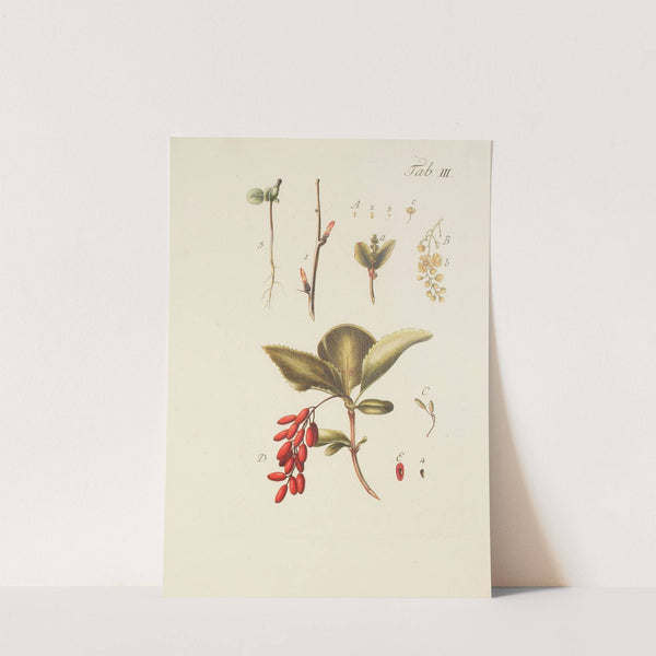 Abbildung der wilden Bäume, Stauden und Buschgewächse Pl.114 by Carl Christoph Oelhafen von Schöllenbach