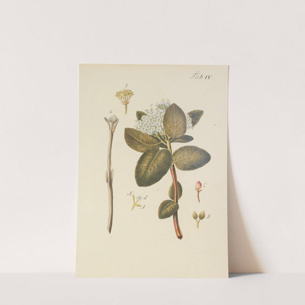 Abbildung der wilden Bäume, Stauden und Buschgewächse Pl.115 by Carl Christoph Oelhafen von Schöllenbach