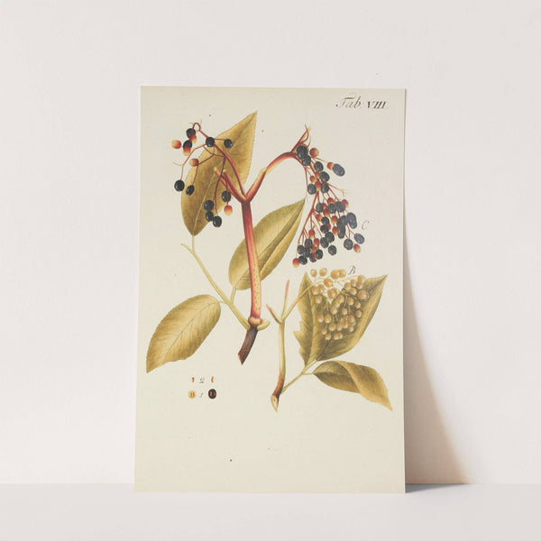 Abbildung der wilden Bäume, Stauden und Buschgewächse Pl.119 by Carl Christoph Oelhafen von Schöllenbach