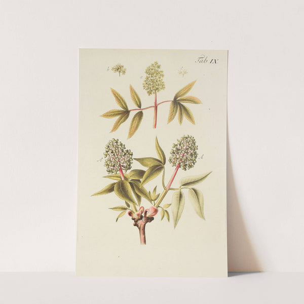 Abbildung der wilden Bäume, Stauden und Buschgewächse Pl.120 (1767) by Carl Christoph Oelhafen von Schöllenbach