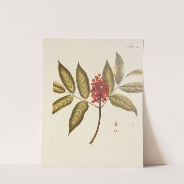 Abbildung der wilden Bäume, Stauden und Buschgewächse Pl.121 (1767) by Carl Christoph Oelhafen von Schöllenbach