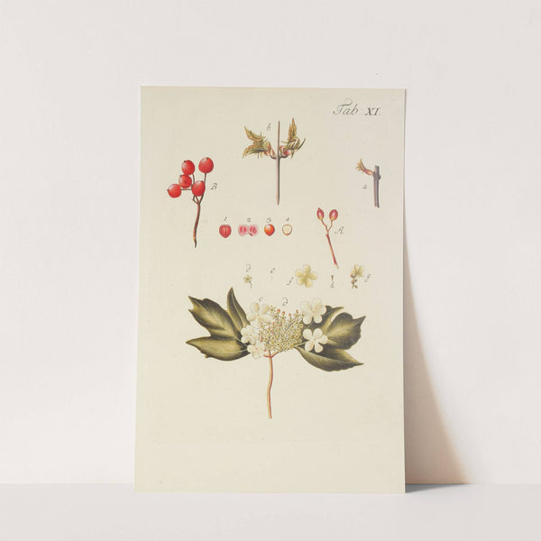 Abbildung der wilden Bäume, Stauden und Buschgewächse Pl.122 (1767) by Carl Christoph Oelhafen von Schöllenbach