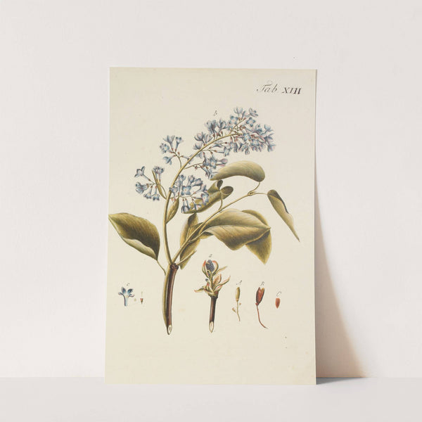 Abbildung der wilden Bäume, Stauden und Buschgewächse Pl.124 (1767) by Carl Christoph Oelhafen von Schöllenbach