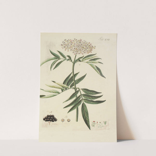 Abbildung der wilden Bäume, Stauden und Buschgewächse Pl.127 (1767) by Carl Christoph Oelhafen von Schöllenbach