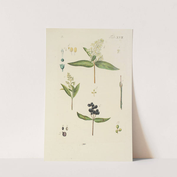 Abbildung der wilden Bäume, Stauden und Buschgewächse Pl.128 (1767) by Carl Christoph Oelhafen von Schöllenbach