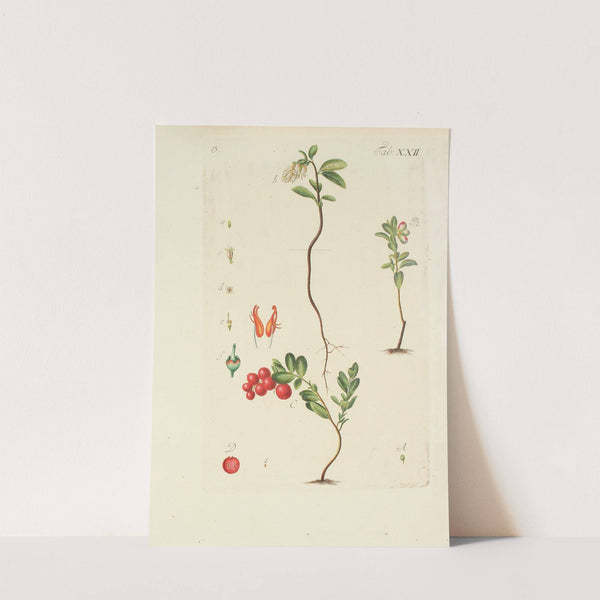 Abbildung der wilden Bäume, Stauden und Buschgewächse Pl.133 by Carl Christoph Oelhafen von Schöllenbach