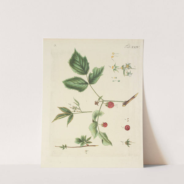 Abbildung der wilden Bäume, Stauden und Buschgewächse Pl.135 by Carl Christoph Oelhafen von Schöllenbach