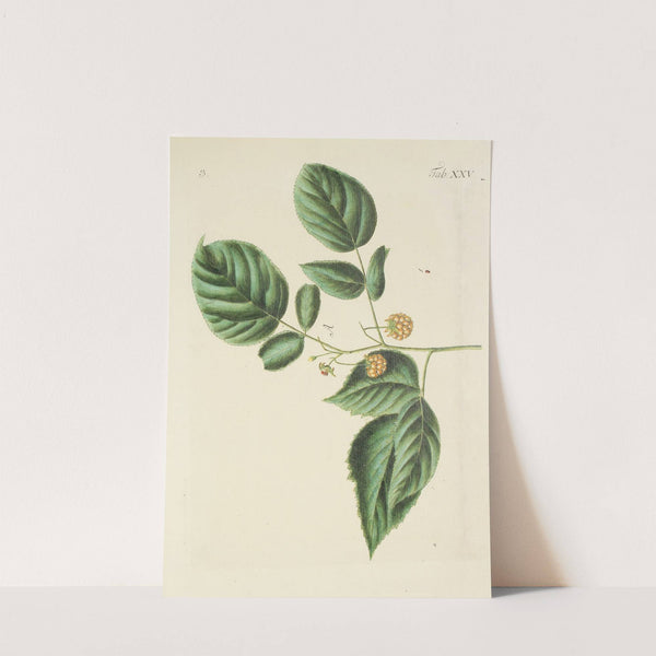 Abbildung der wilden Bäume, Stauden und Buschgewächse Pl.136 by Carl Christoph Oelhafen von Schöllenbach