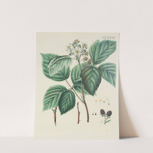 Abbildung der wilden Bäume, Stauden und Buschgewächse Pl.137 by Carl Christoph Oelhafen von Schöllenbach