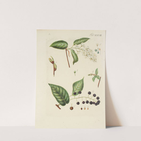 Abbildung der wilden Bäume, Stauden und Buschgewächse Pl.138 by Carl Christoph Oelhafen von Schöllenbach