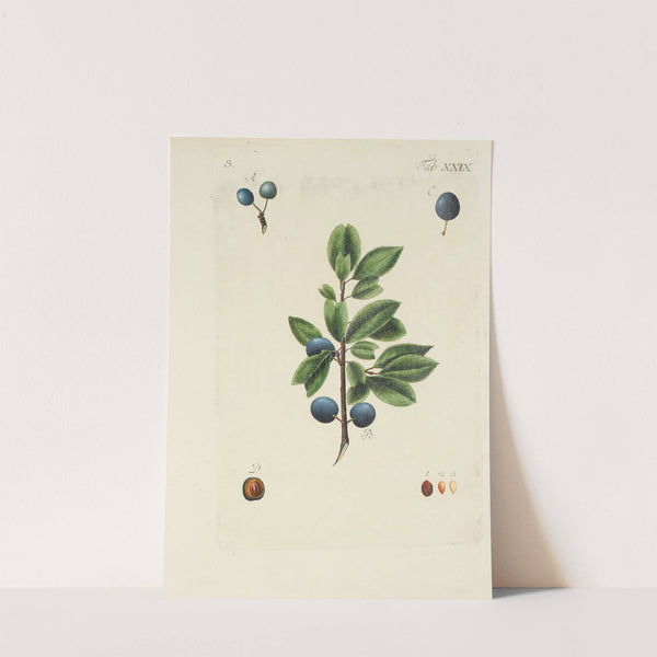 Abbildung der wilden Bäume, Stauden und Buschgewächse Pl.140 by Carl Christoph Oelhafen von Schöllenbach