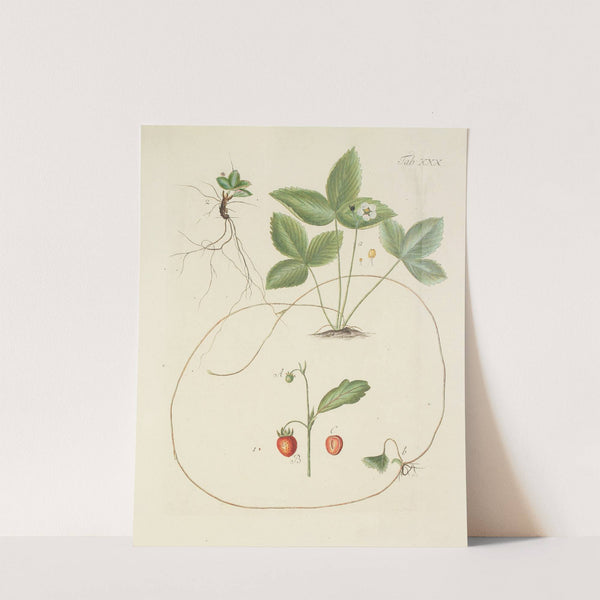 Abbildung der wilden Bäume, Stauden und Buschgewächse Pl.142 by Carl Christoph Oelhafen von Schöllenbach