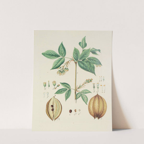 Abbildung der wilden Bäume, Stauden und Buschgewächse Pl.143 by Carl Christoph Oelhafen von Schöllenbach