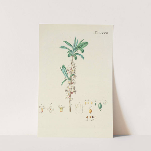 Abbildung der wilden Bäume, Stauden und Buschgewächse Pl.145 by Carl Christoph Oelhafen von Schöllenbach