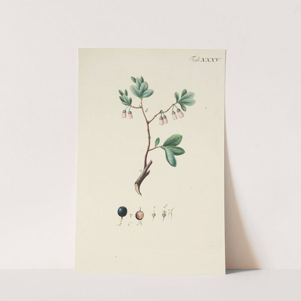 Abbildung der wilden Bäume, Stauden und Buschgewächse Pl.147 by Carl Christoph Oelhafen von Schöllenbach