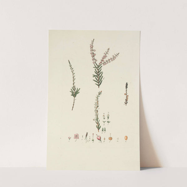 Abbildung der wilden Bäume, Stauden und Buschgewächse Pl.149 by Carl Christoph Oelhafen von Schöllenbach