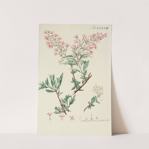 Abbildung der wilden Bäume, Stauden und Buschgewächse Pl.150 by Carl Christoph Oelhafen von Schöllenbach